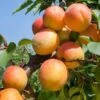 Tomcot Apricot -The Orchard Zone tomcot apricot