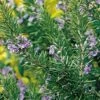 Tuscan Blue Rosemary -The Orchard Zone tuscan