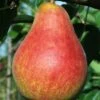 Combo European Pear Tree (5 Varieties) -The Orchard Zone ubileen pear c0a0a025 0c48 42ed 8a1a 9a0bbf024063