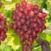 Vanessa Seedless Grape -The Orchard Zone vanessa grape 1