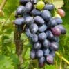 Venus Seedless Grape -The Orchard Zone venus grape 1