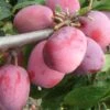 Victoria European Plum -The Orchard Zone victoria