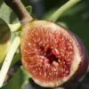 Violette De Bordeaux Fig (Negronne) -The Orchard Zone violettedebordeauxfig