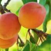 Westley Apricot -The Orchard Zone westley apricot