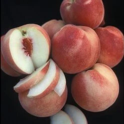 White Lady Peach