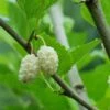 Beautiful Day Mulberry -The Orchard Zone white mulberry 1