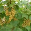 White Imperial White Currant -The Orchard Zone whiteimp