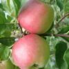 William's Pride Apple -The Orchard Zone williams gigapixel low res scale 6 00x 0884f0a5 0a89 4800 a31e 406dfbd684a7