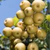 Yoinashi Asian Pear -The Orchard Zone yoinashi pear