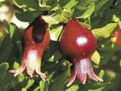 Sochi Dwarf Pomegranate