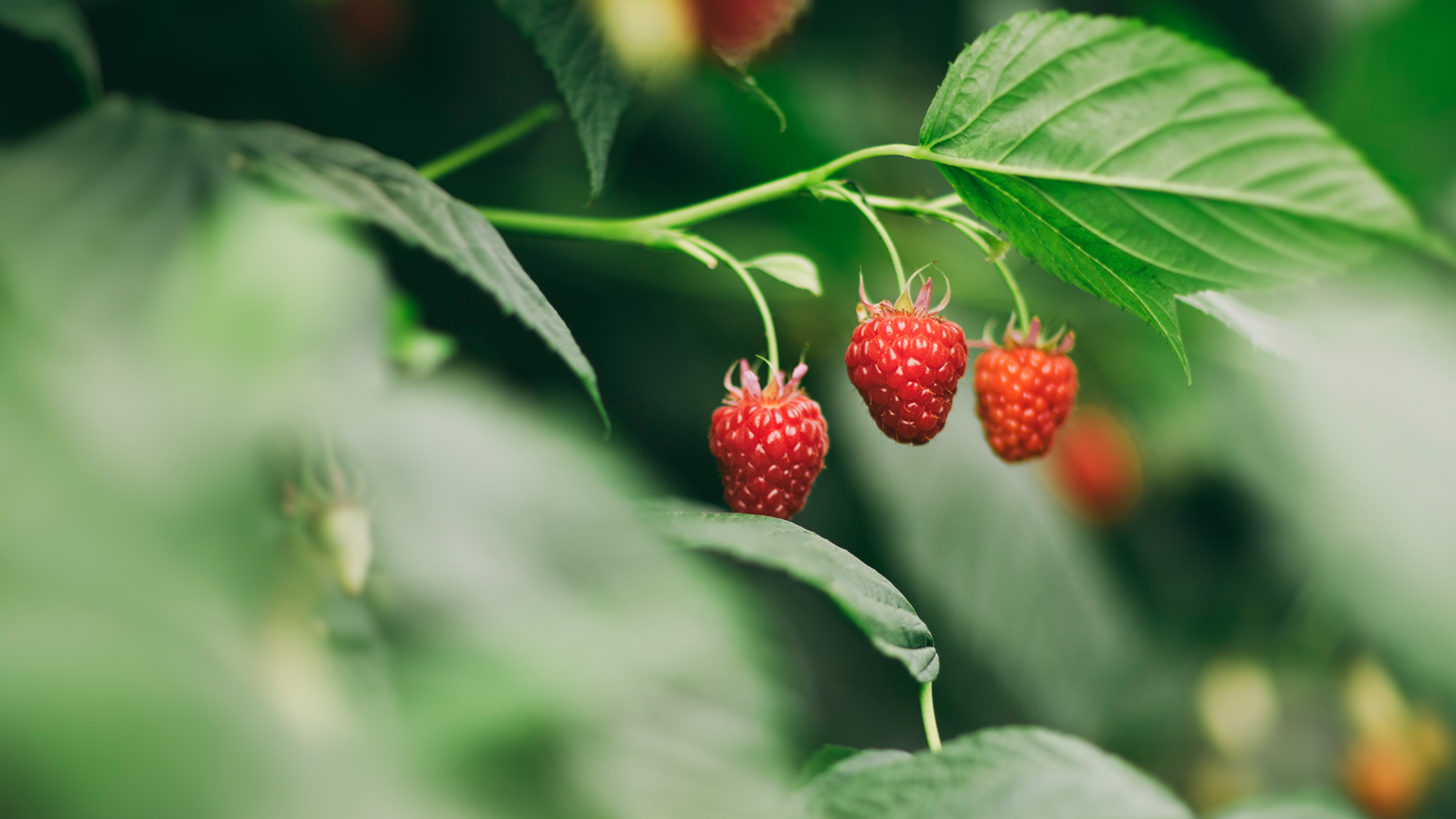 The Orchard Zone -The Orchard Zone Berries Banner